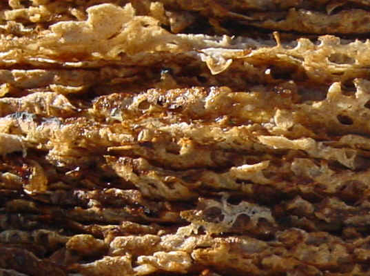 La galette  la loupe