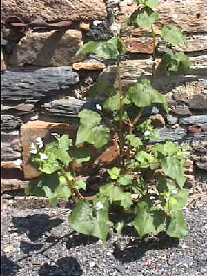 Comment s'appelle cette plante?